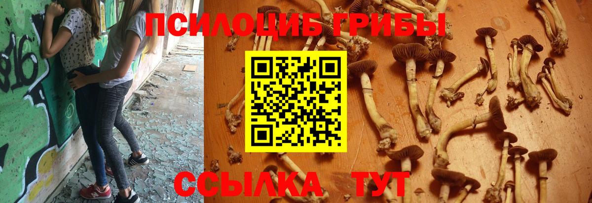 Псилоцибиновые грибы Psilocybe Конаково
